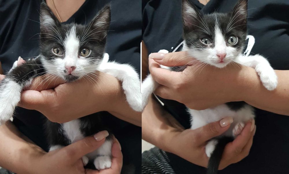 отдам котят в хорошие  добрые руки