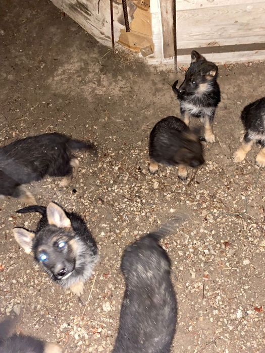 Немецкие овчарки