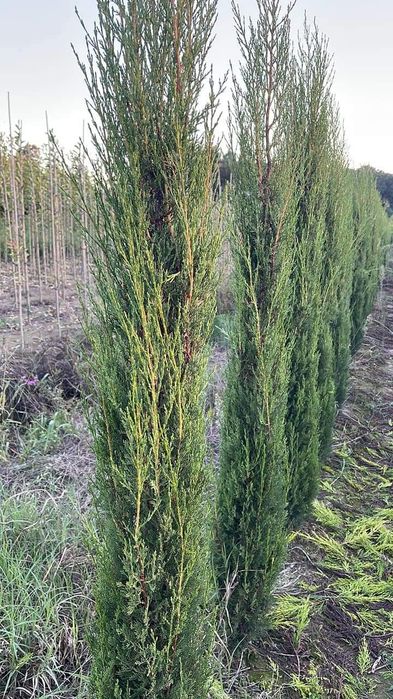 Tei platan stejar rosu