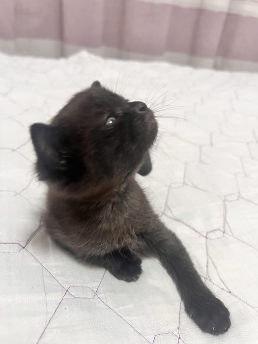 Отдам котёнка в хорошие руки