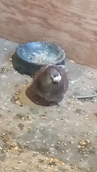 Vând porumbei duduros