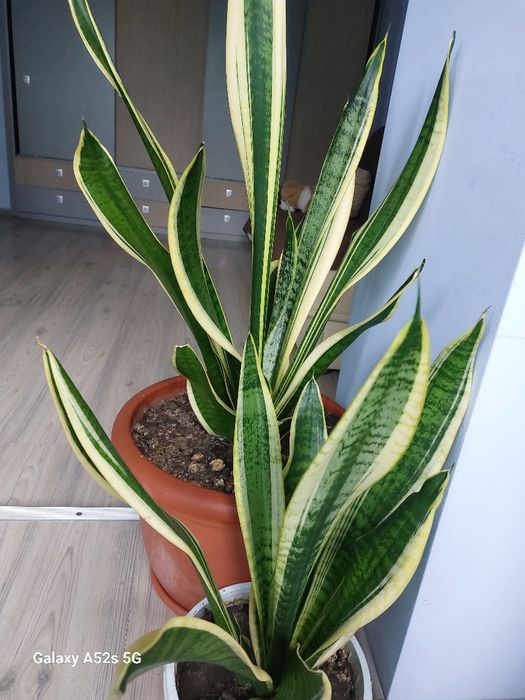 Vindem Sansevieria, plantă ornamentală de apartament