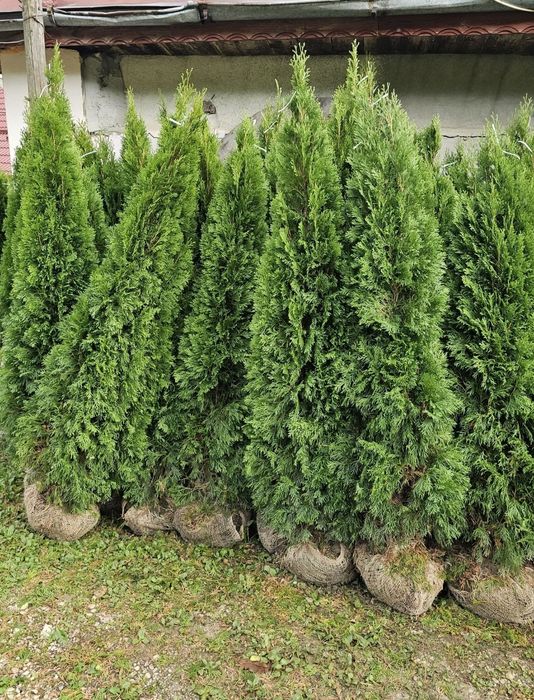 Tuia smaragd și leylandii 2.3m - 2.5m/ calitate extra/ super oferta