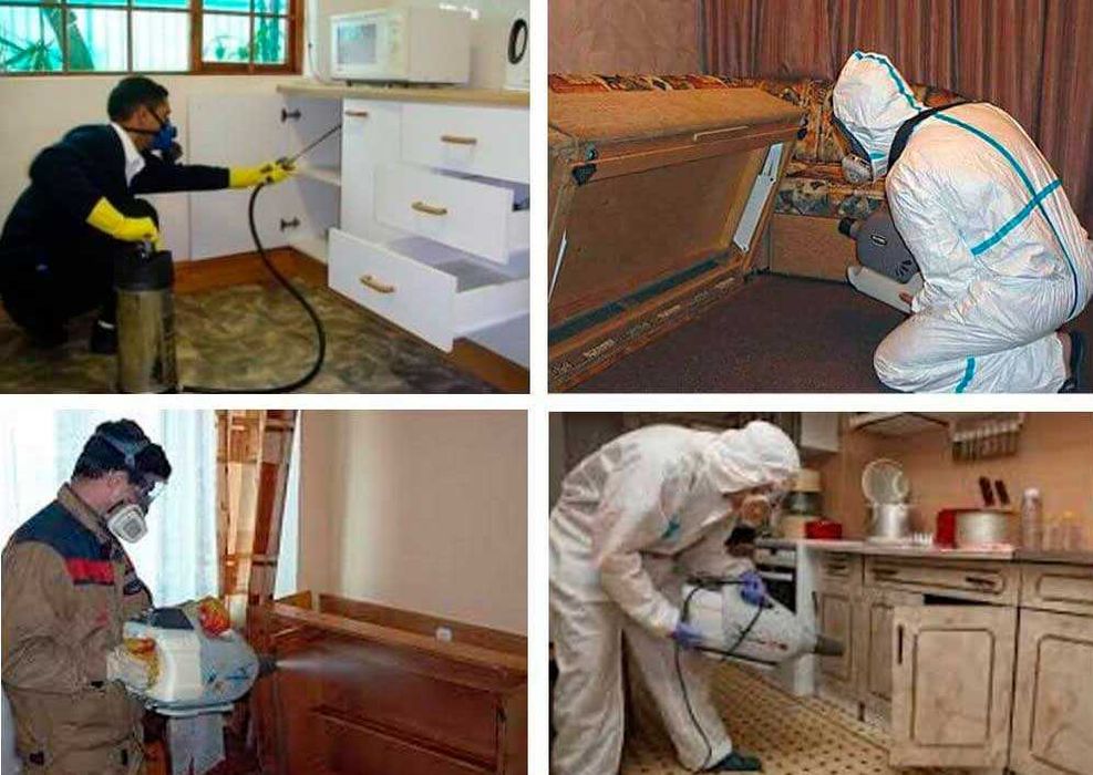 Дизенфекция мышей клиник Уничтожение тараканы мурави Дезинфекция мышей