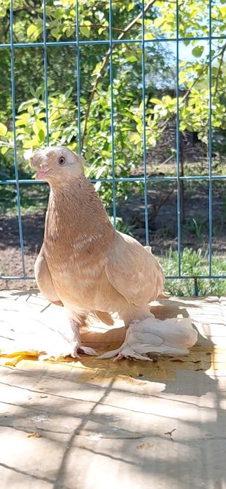 Голуби игровых кровей