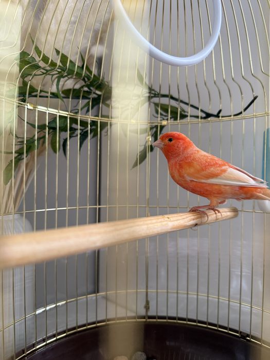 Канарейка ( турецкий )