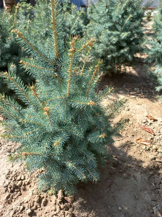 Арча сотилади голубой ель