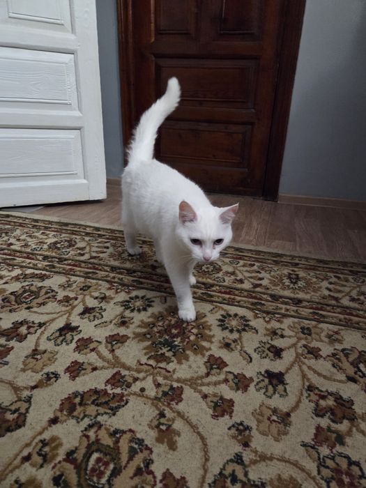 Кошечка ищет новый дом