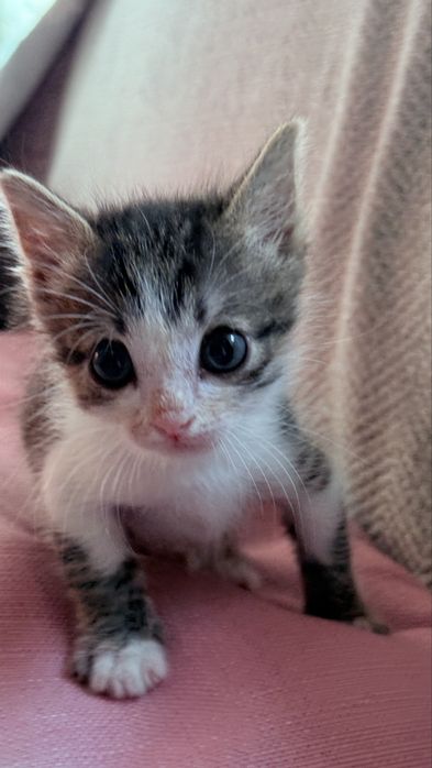 Отдам котенка в добрые руки