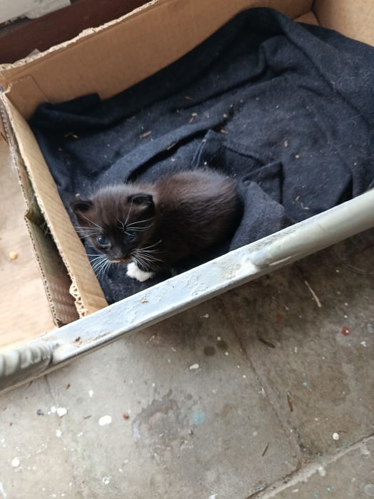 Котик крошка в добрые руки