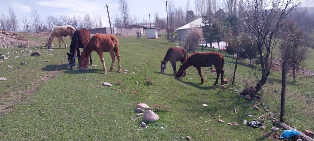8 .9 ойлик местный тойлар сотилади сони 5 та .1 та эркак 4 ургочи. Сог