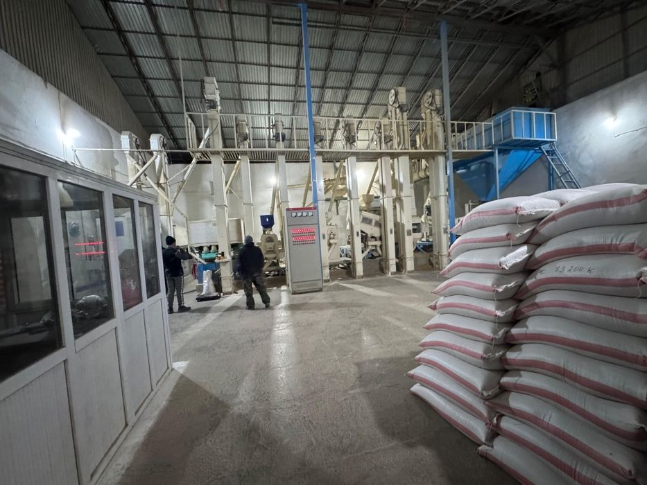 Күріш (Рис) Лидер, Элита, камолино