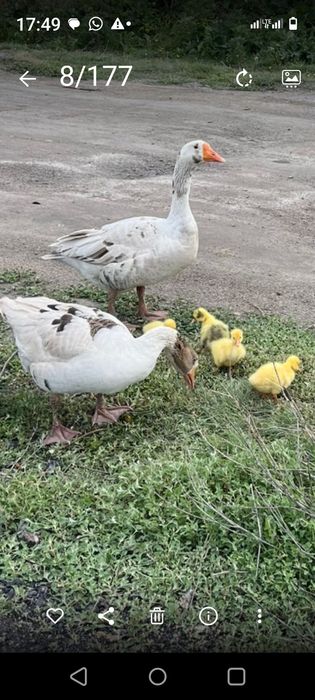 Продам семейную пару гусей