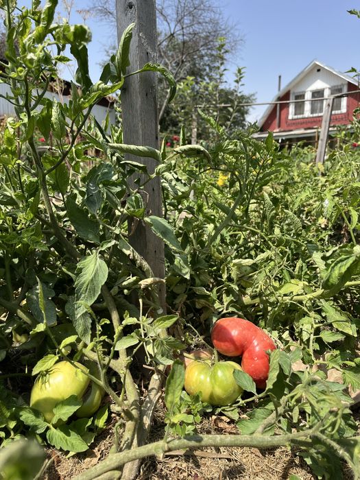 Продам дачу 9 соток