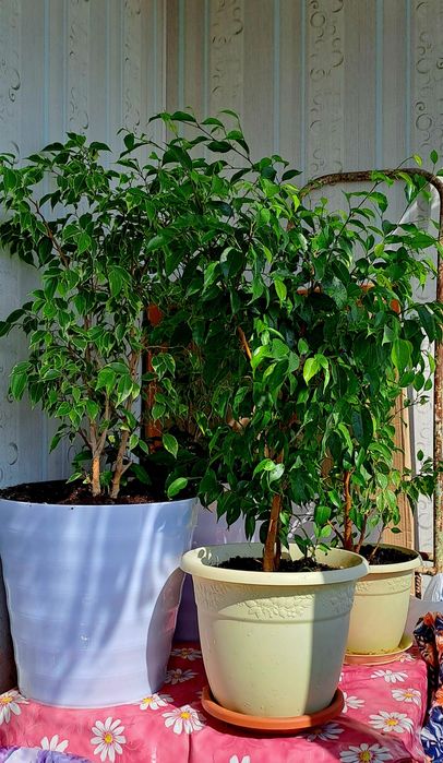 Продам комнатные цветы