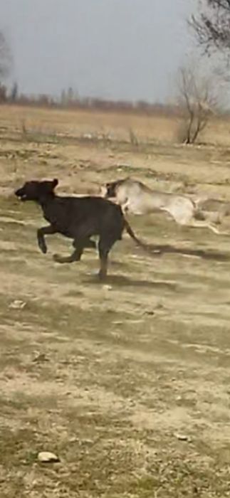 Тазы сатылады  аты көкжал