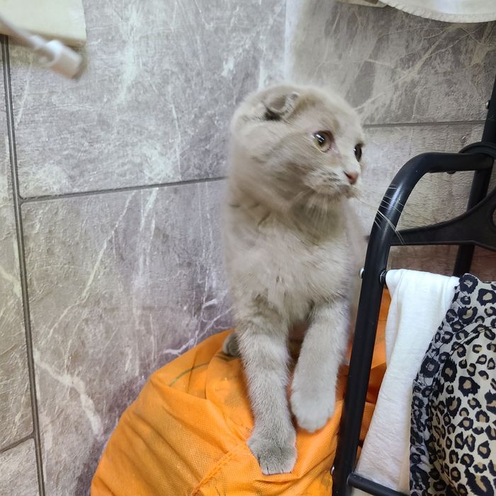 Продаётся котёнок скотиш фолд окрас лиловый