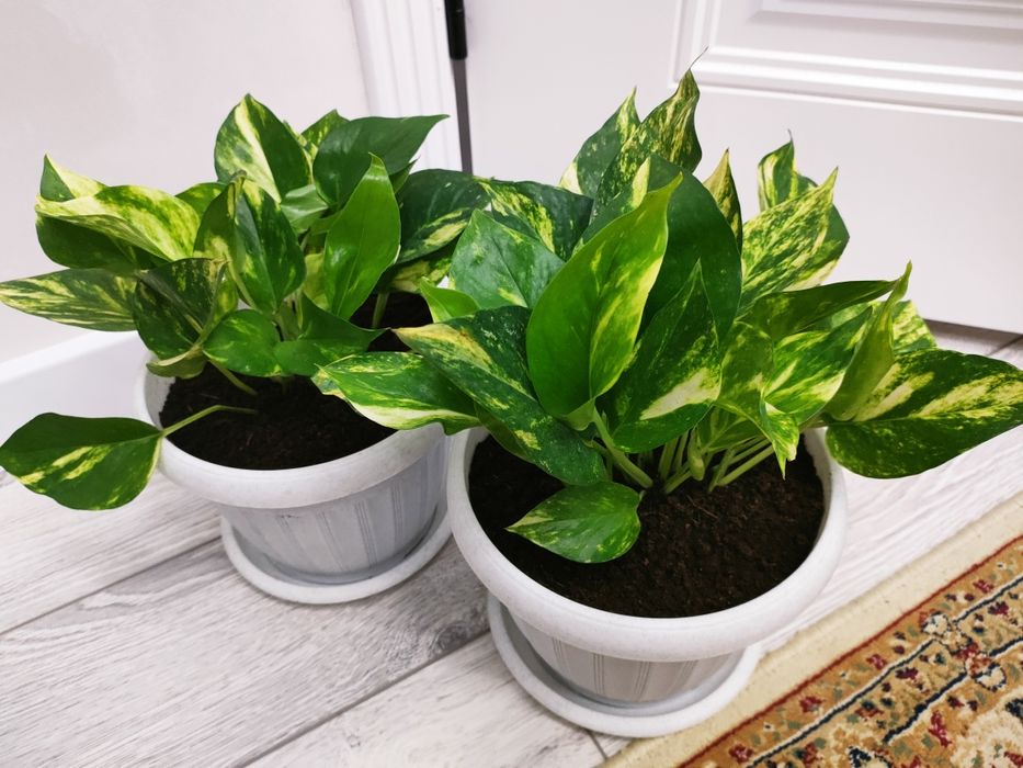 Комнатные растения. Доставка