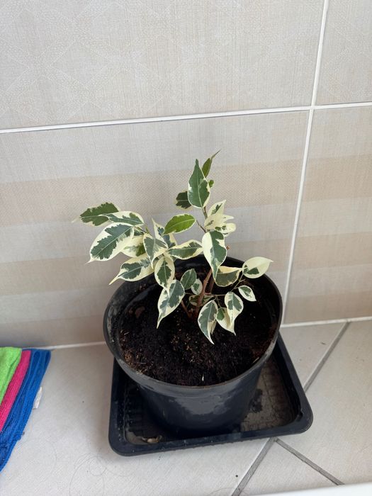 Фикус бенджамина твилайт, барок.