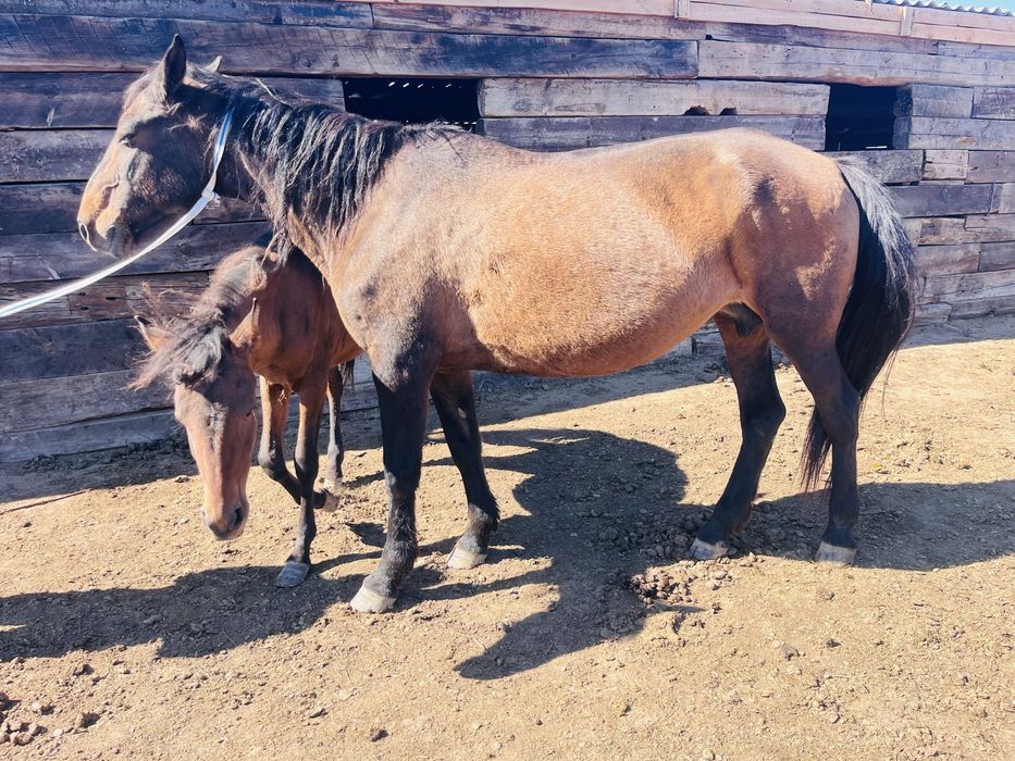 Сауын сүтті бие сатылады