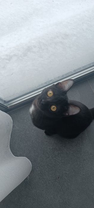 Отдам кошечку в добрые руки