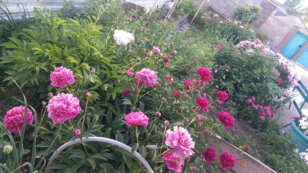 Продам пионы корень.