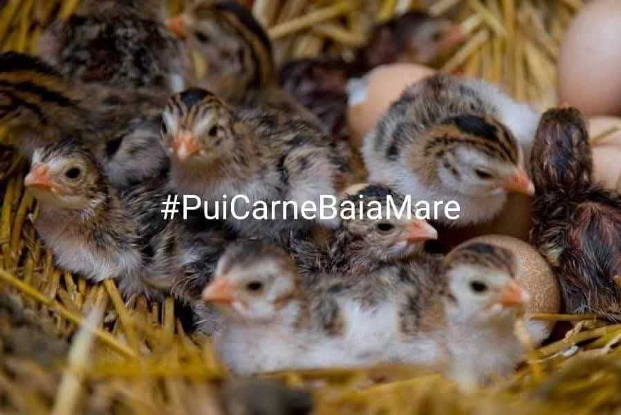 Preluam comenzi pentru sezonul 2026 al puilor