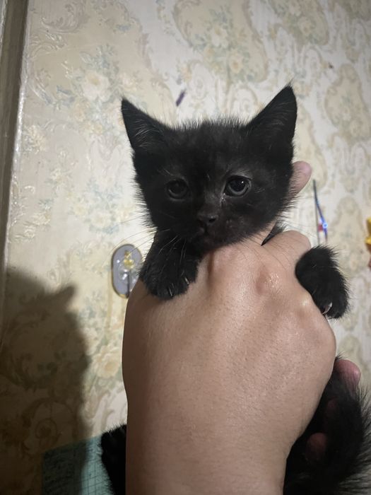 Продается котенок