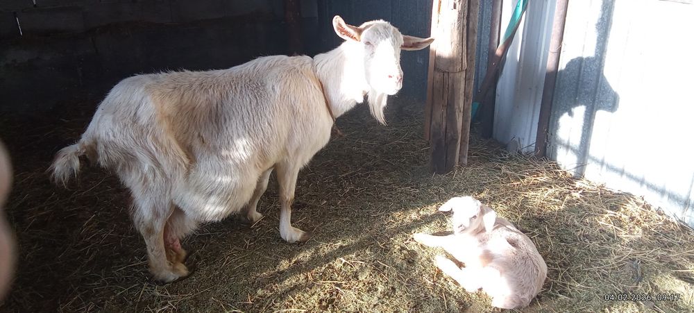 Сүтті занен тұқымды орыс ешкі сатылады