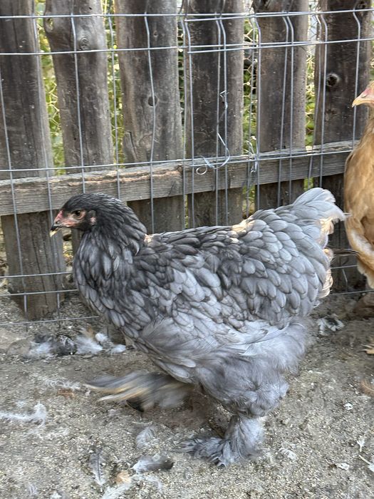 Familie brahma albastru  3+1