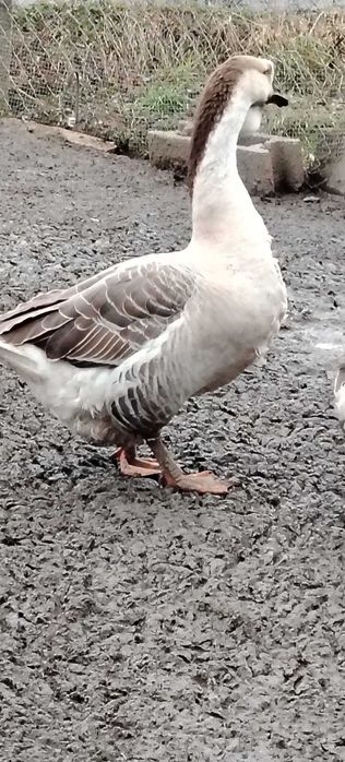 Ouă pentru încubat de la gîste americane