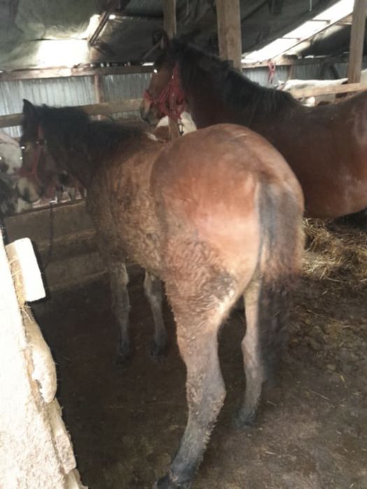 Mânz de vinzare sau schimb