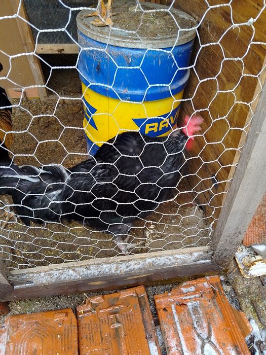 Петли на осем месеца