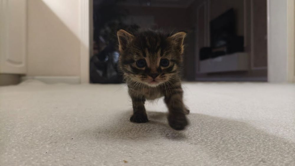 Котята очень умные