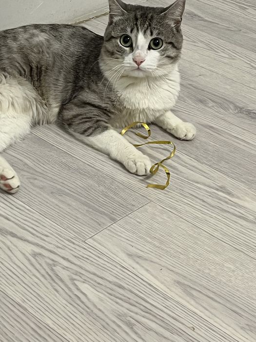 Отдам кота в добрые руки