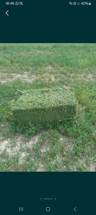 Рознатравие и люцерно