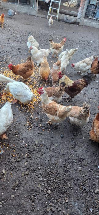 Vind găini de diferite culori