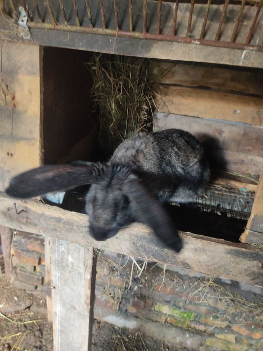 Продам громадного крола Великана