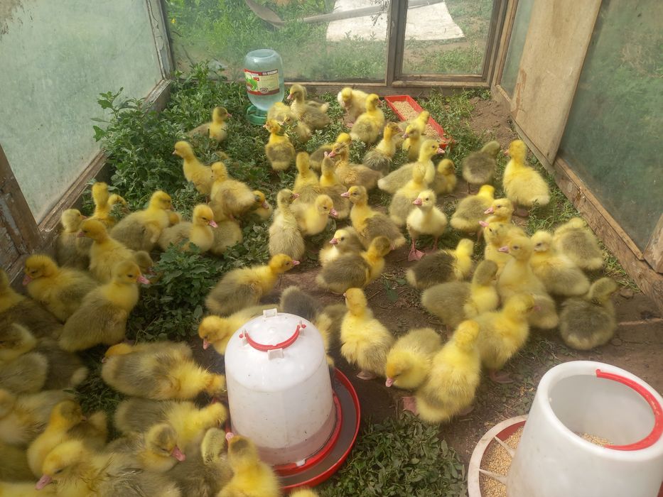 Продам гусят недельные и 10 дней