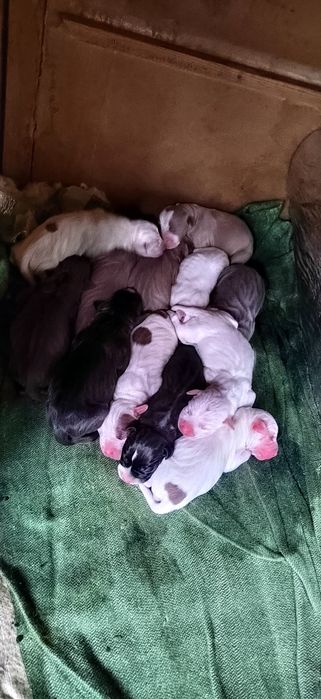 Питбуль красный нос