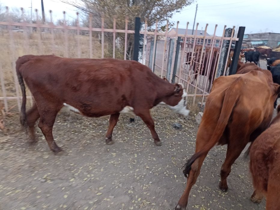 2 сиыр бір бұзау сатылады