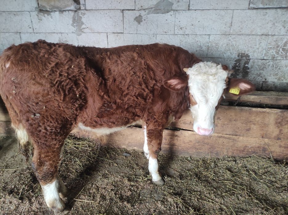 Vând taur de 7 luni apropre