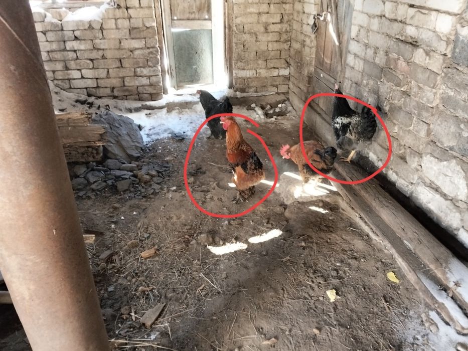 Продается петухи.