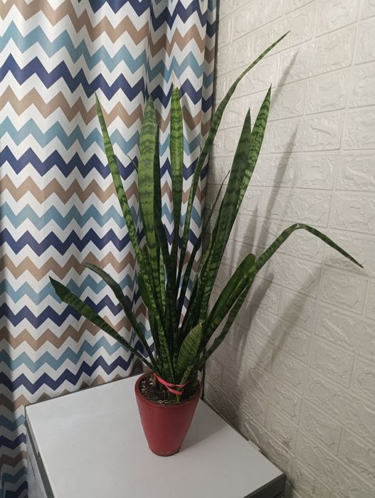 Комнатный цветок, "Ослиные уши"