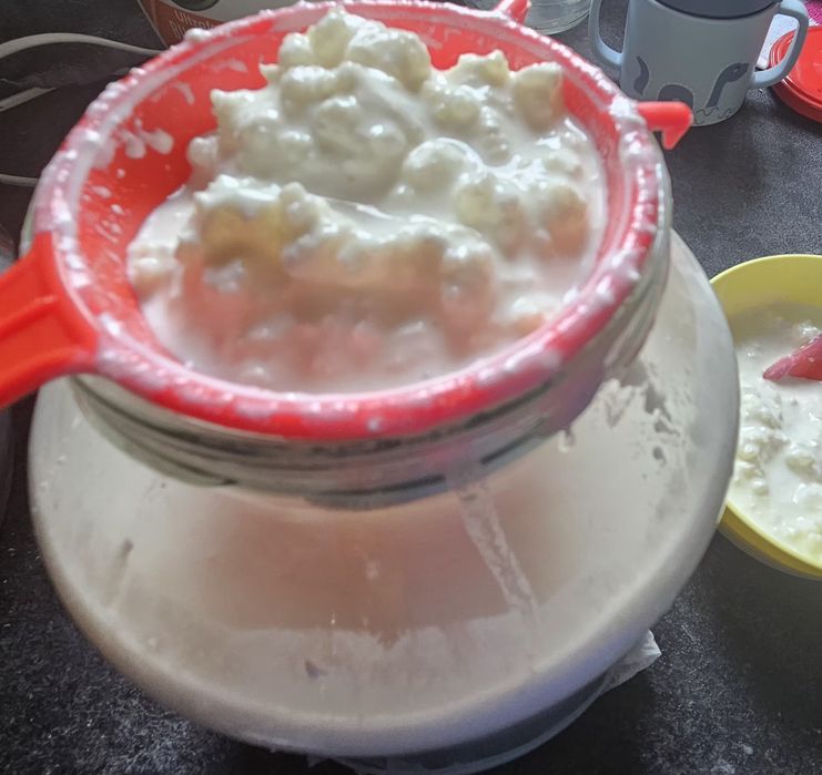 Ciuperca de kefir de lapte