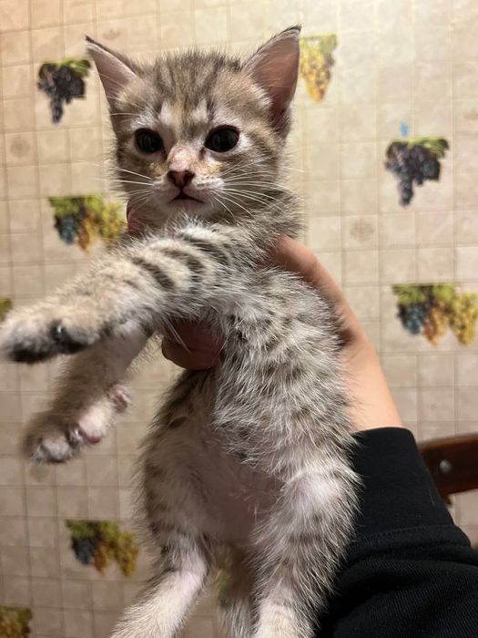 Срочно отдам котят в добрые руки