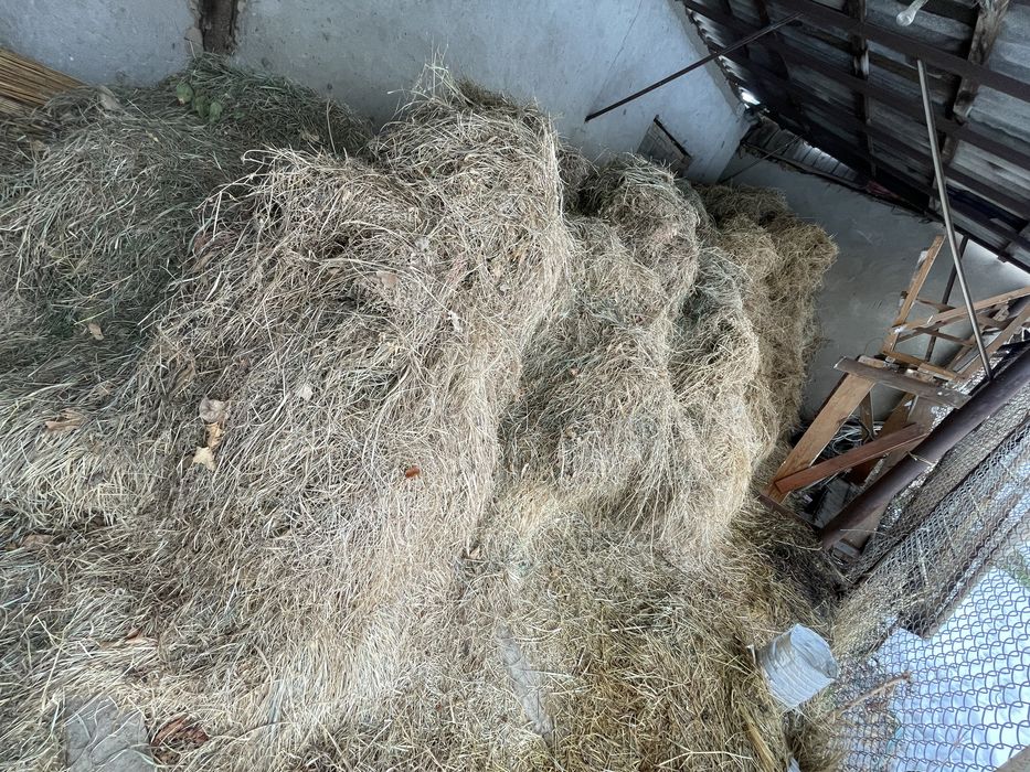 Сено из травы и клевера. Пчан,от.