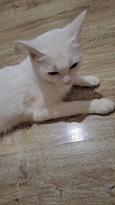 Кошка,девочка,11месяц белоснежной