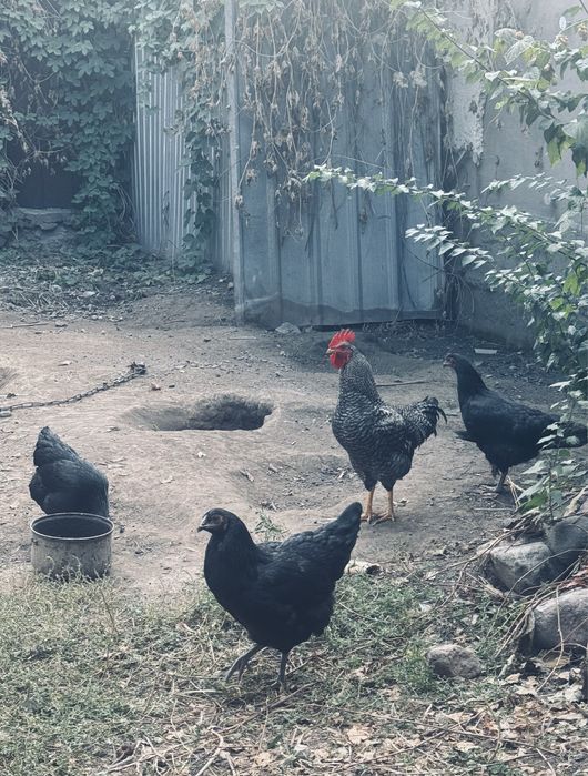 Домашние куры, Медеуский район