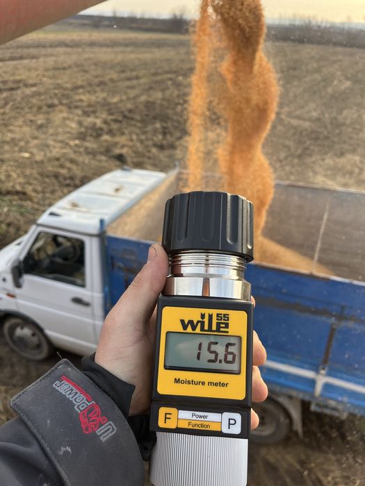 Porumb productie 2025